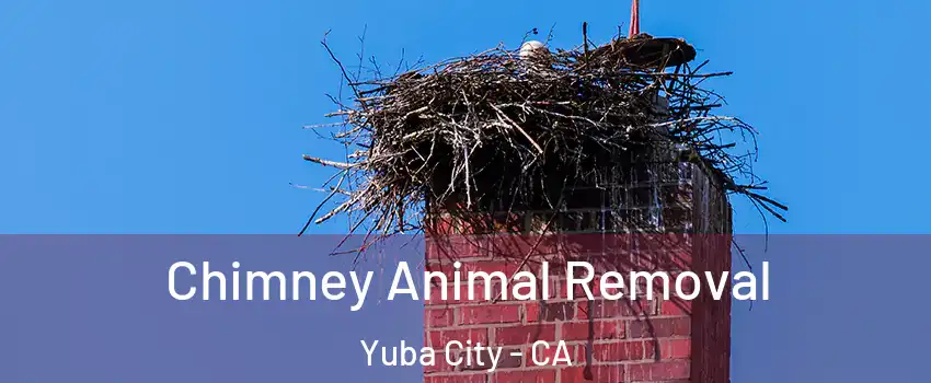 Chimney Animal Removal Yuba City - CA
