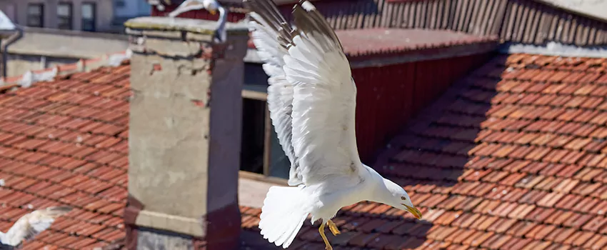 Residential Chimney Animal Removal Solution in Yuba City, CA